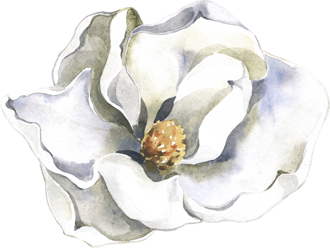 White Watercolor Magnolia Flower